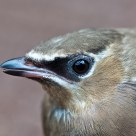 Cedar Waxwing (juvenile)